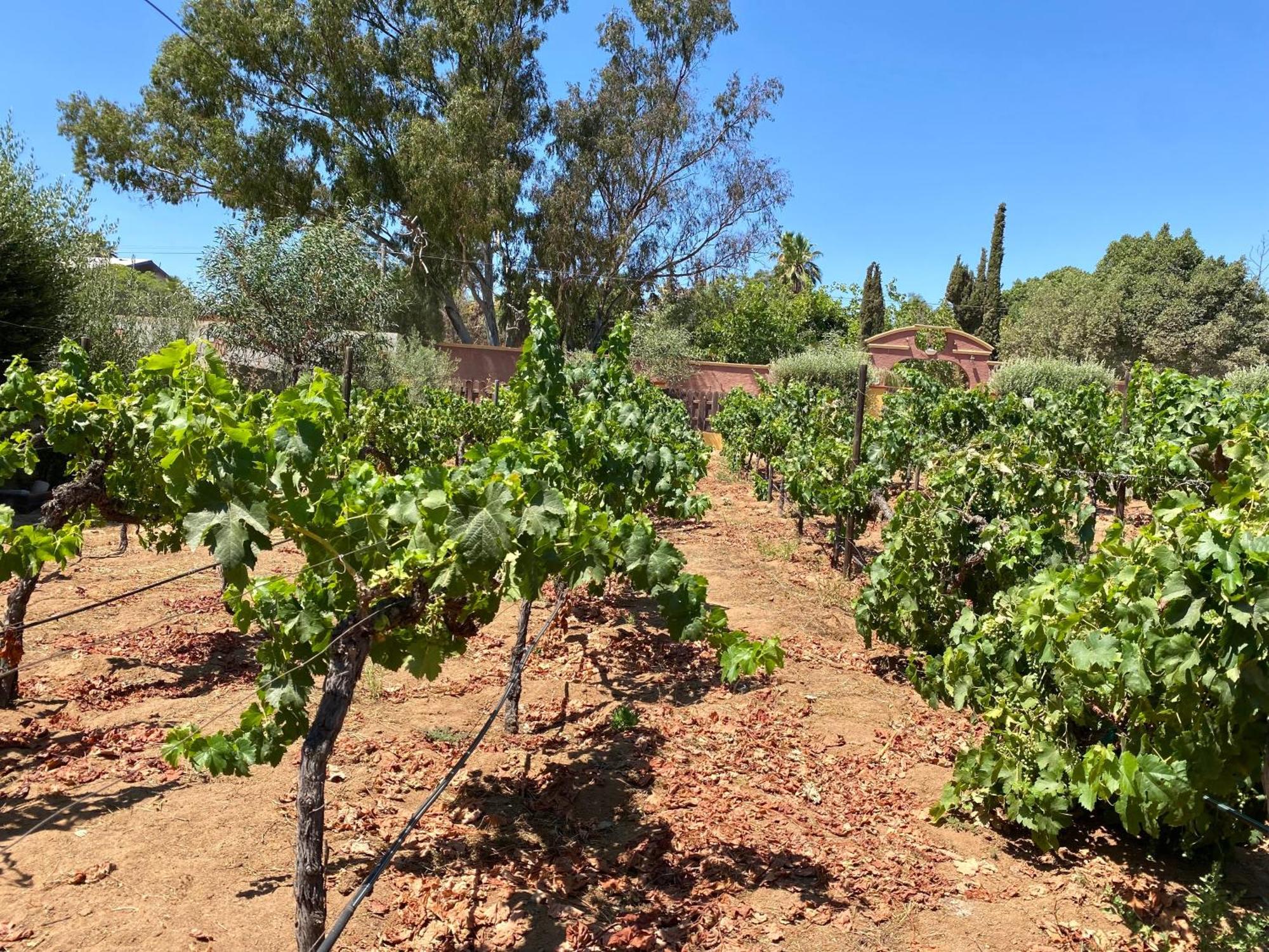 ホテル Tierra Mia Hacienda Ruta Del Vino バジェ・デ・グアダルーペ エクステリア 写真
